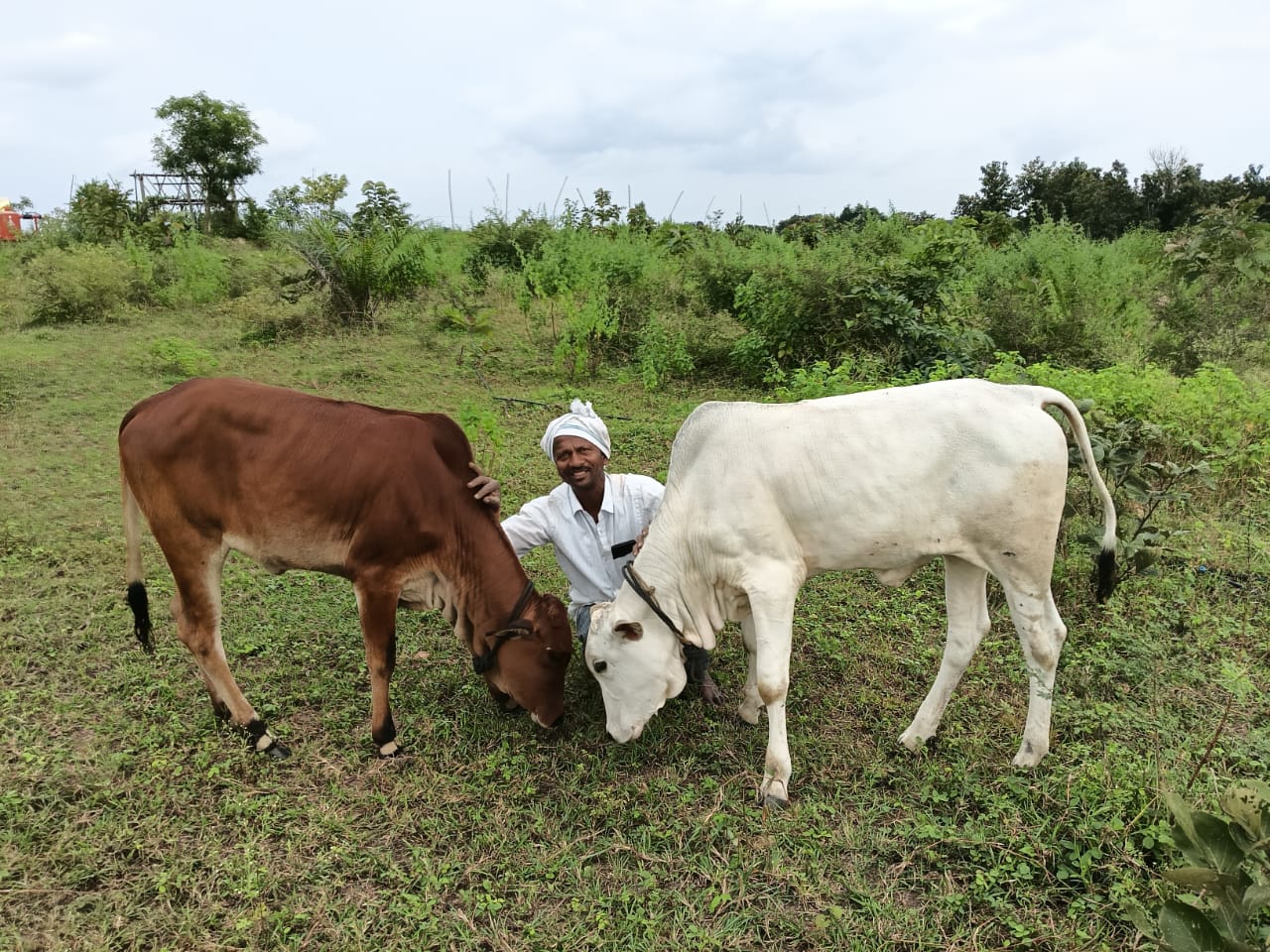 Indian Cow in Gaushala