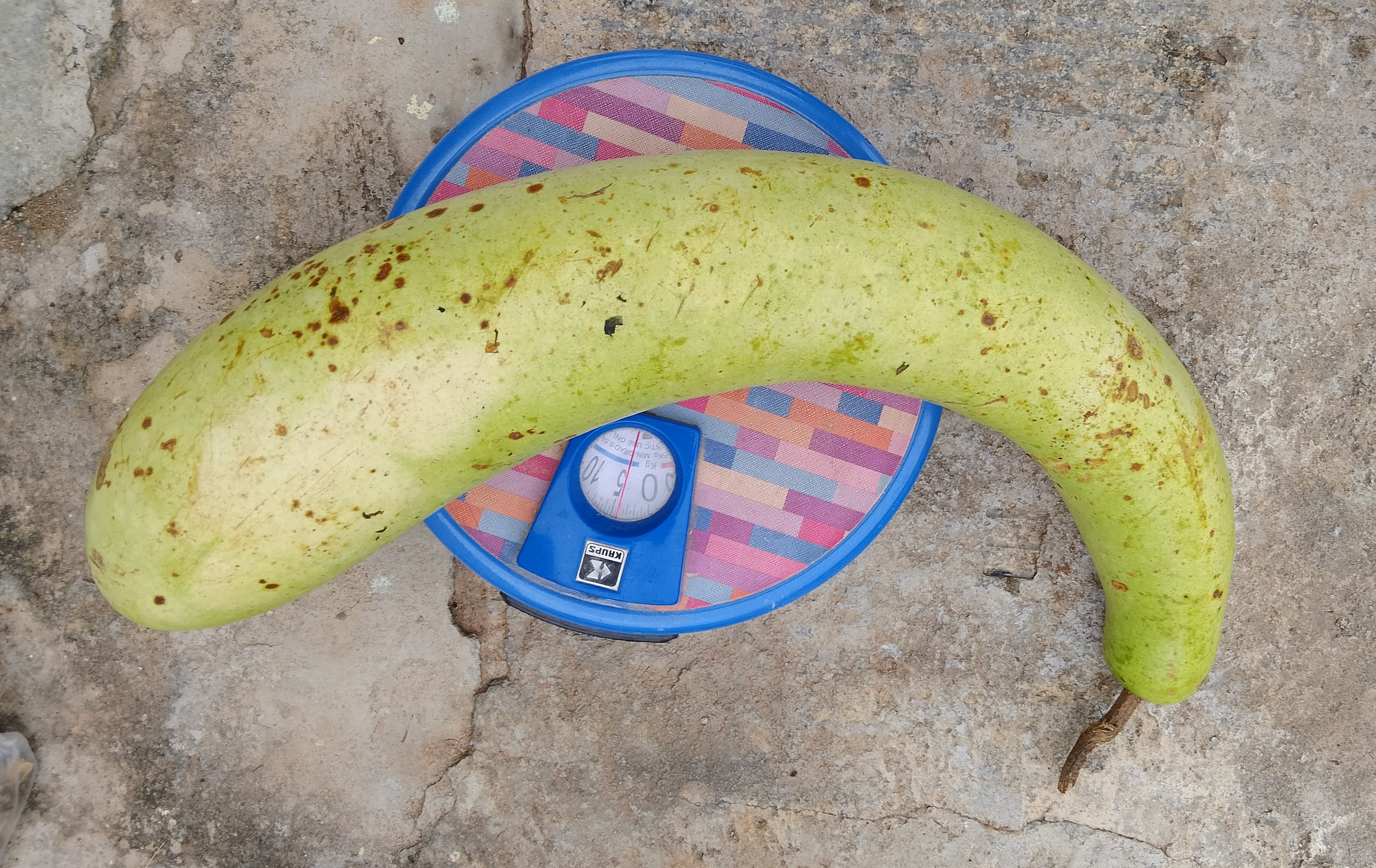 bottle gourd seeds
