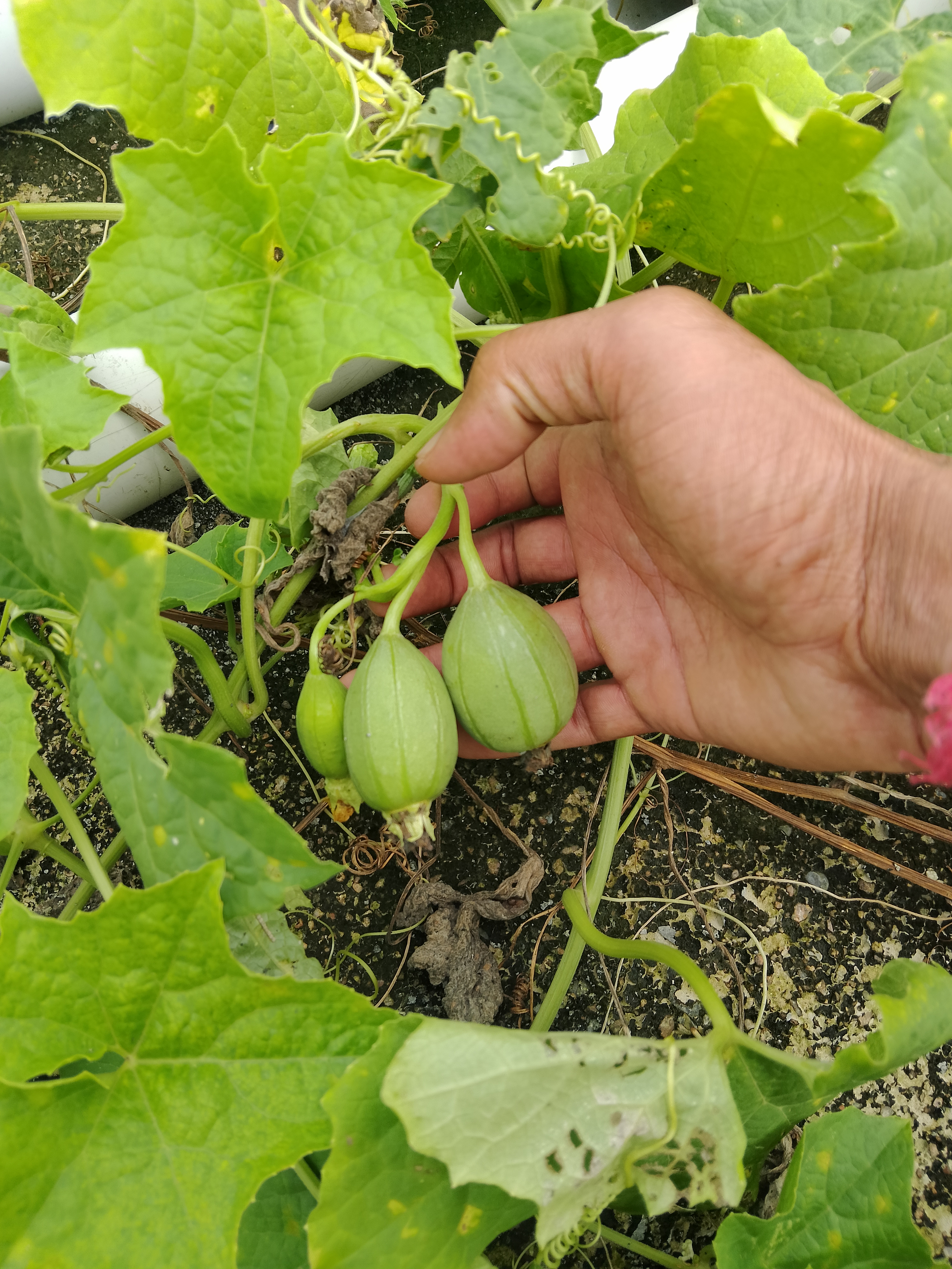Native Ridge gourd (guthi beera)